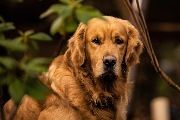 Labrador Retriever: Cainele de Familie Perfect - Caracteristici si Ingrijire