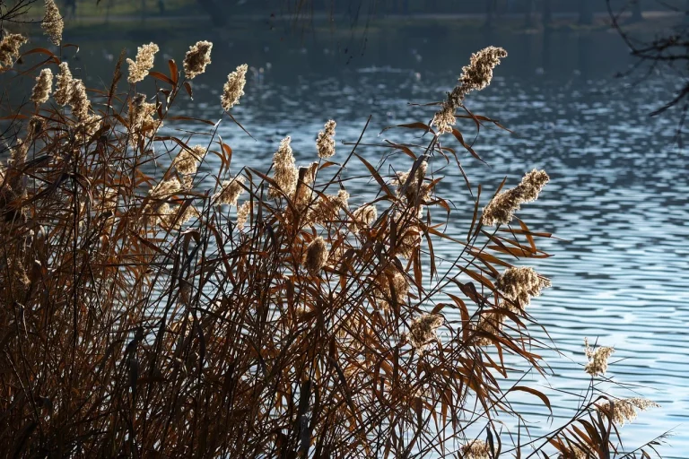 remedii naturale candidoza genitala