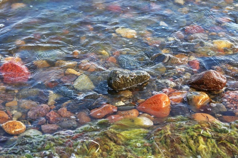 intepatura viespe remedii