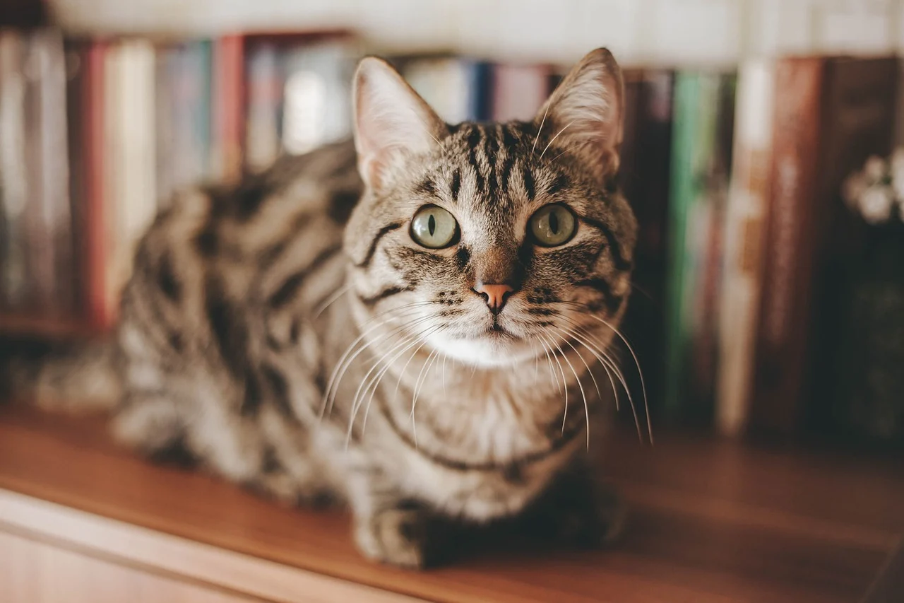 cat dureaza gestatia la pisici