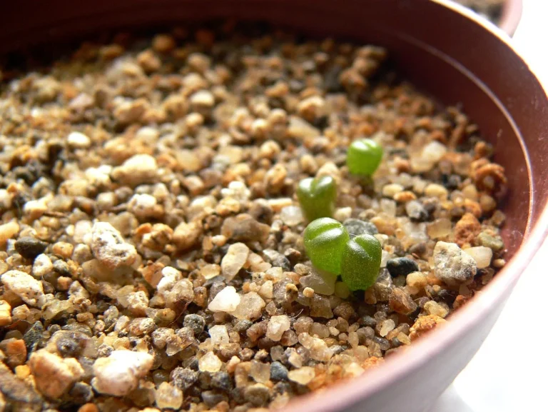 durerea de dinti remedii naturale