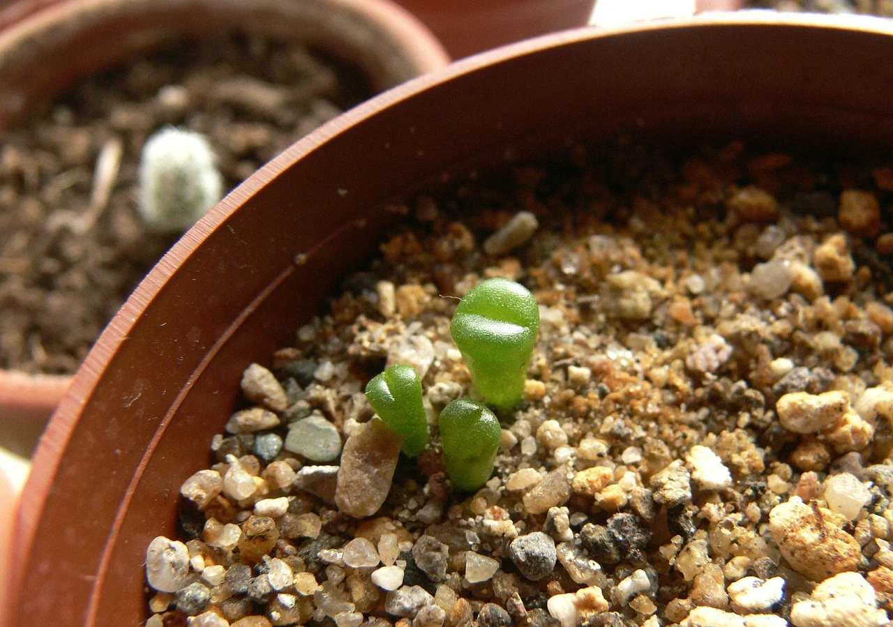 remedii gingii inflamate