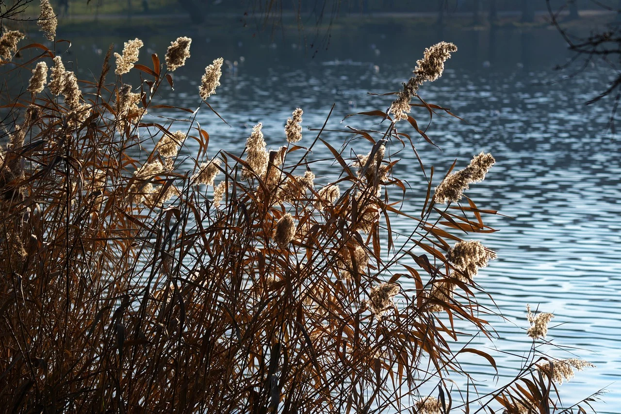 remedii umflaturi lovituri