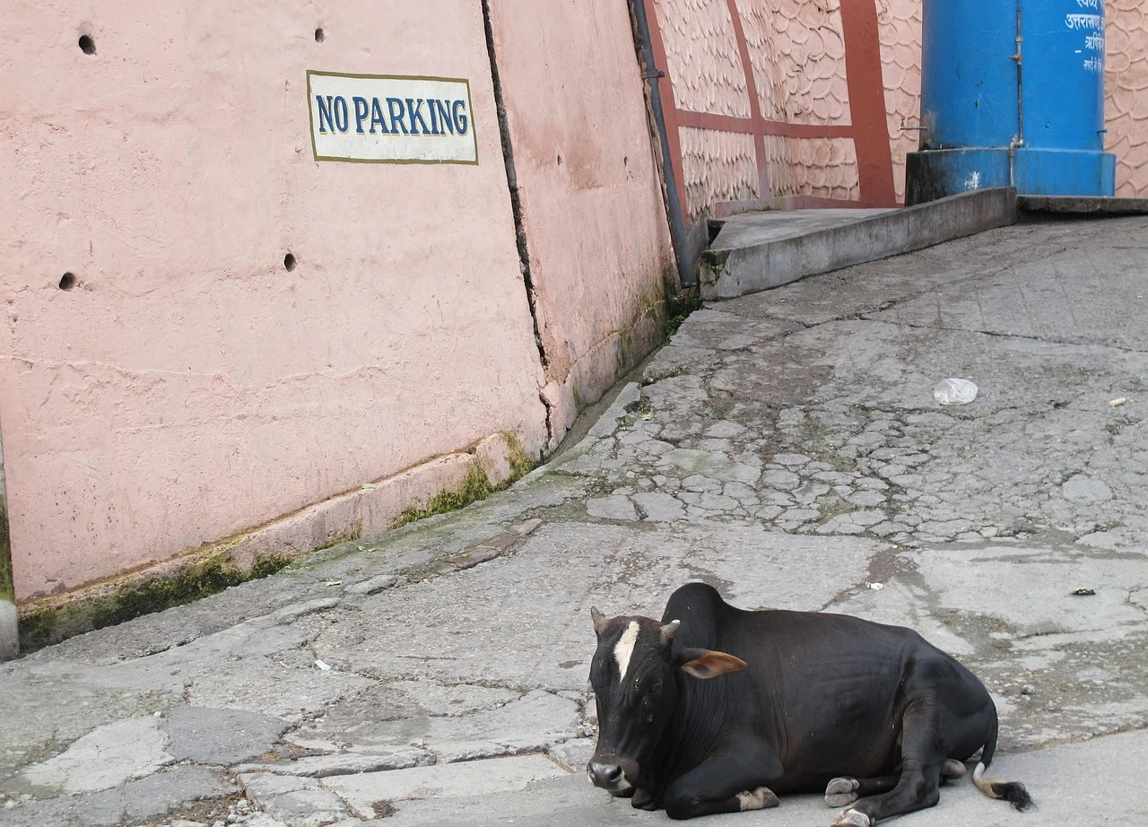 cat dureaza gestatia la vaca