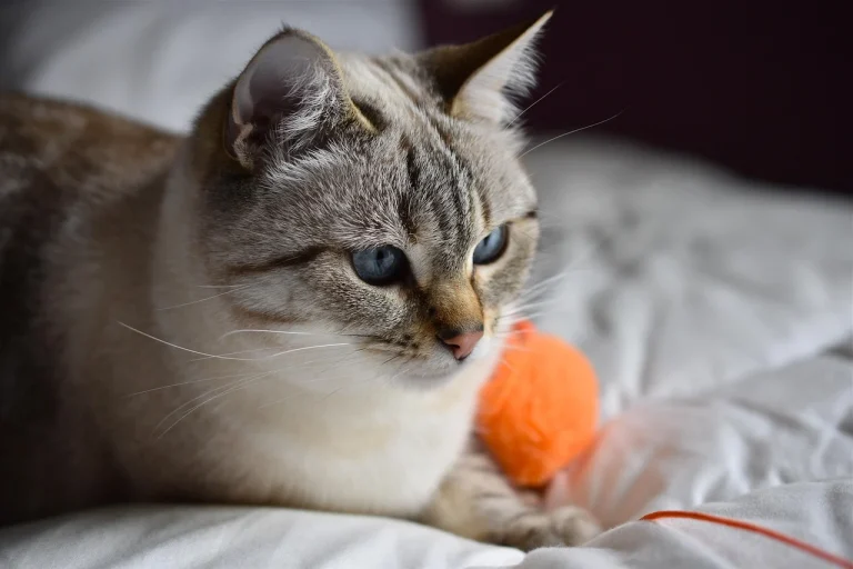 cat dureaza efectul anesteziei la pisici