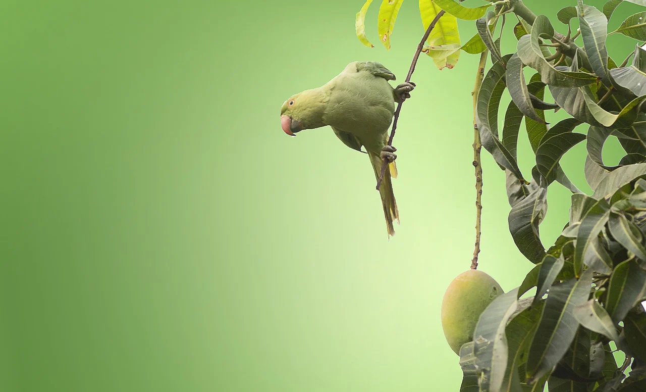 ce se intampla daca mananci mango