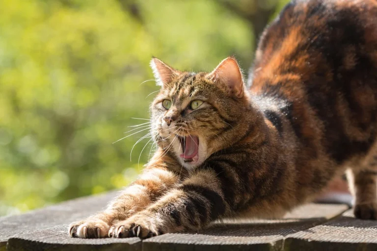 cat dureaza perioada de calduri la motani