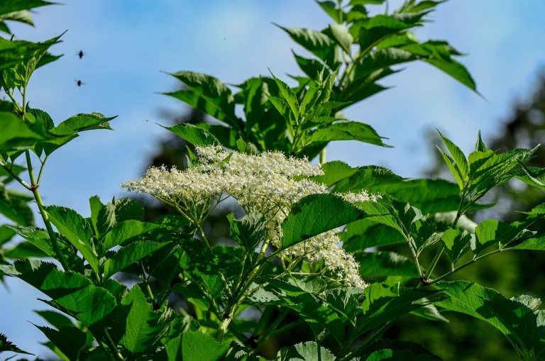 in cat timp isi face efectul nurofen sirop